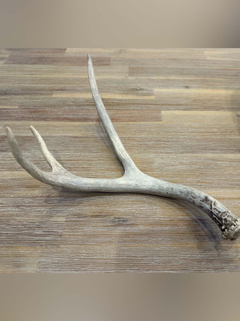 Natural Whitetail Deer Shed Antler – 11" Real Horn Craft & Rustic Cabin Decor